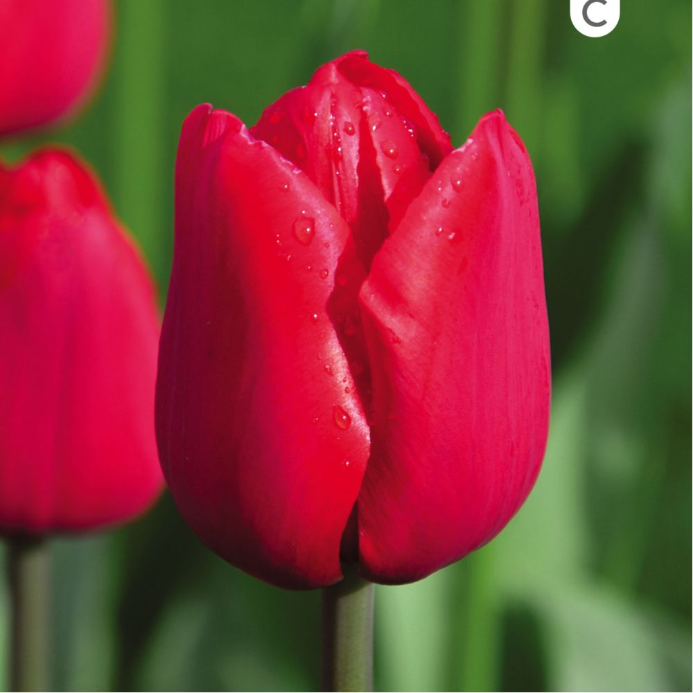 Tulipa 'Ile de France'